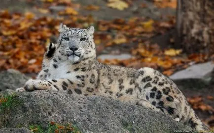 Snow Leopard (oz)