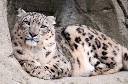 Snow Leopard sau leopard de zăpadă