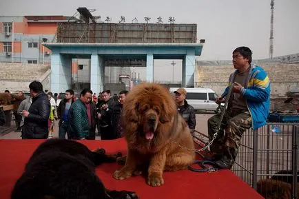 Dog pentru un milion de dolari, informative și imagini interesante poze haioase