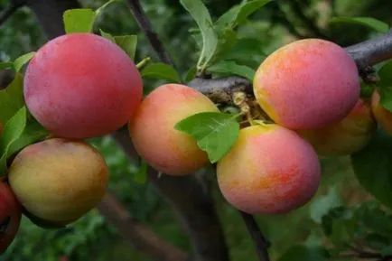 Prune în Siberia de plantare și îngrijire în creștere în Urali, cele mai bune soiuri de prune și prune cherry pentru Siberia, o descriere a