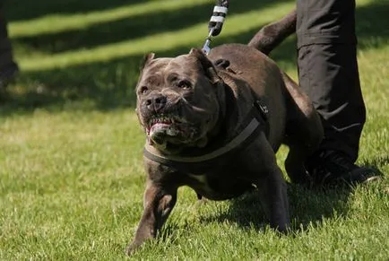 Dog Australian câine rău ținut în lanț câine rău ținut în lanț - Descriere rasa