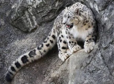 Snow Leopard sau leopard de zăpadă