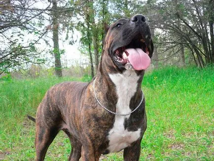 Caracterizarea Dogo Canario rasă de câini și descrierea Presa Canario