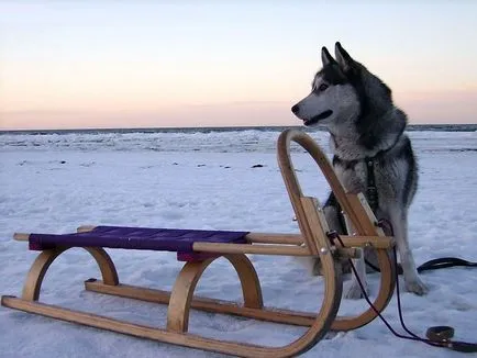 Husky kutya fajta - a baktériumokat az élet