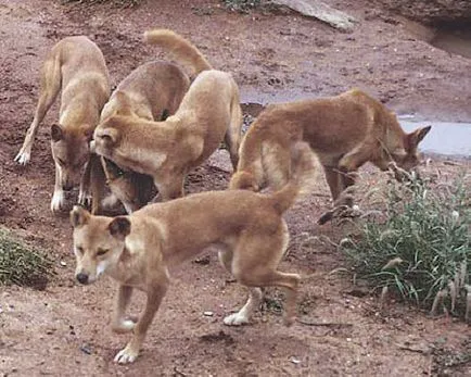 Dingo, fotografii