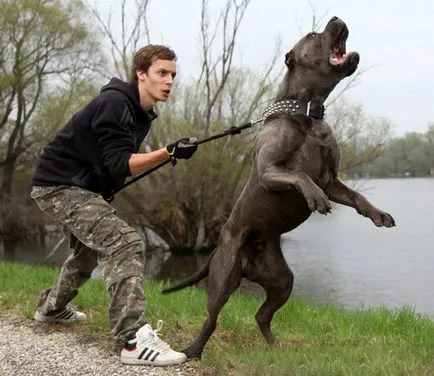 Куче Bandog австралийски зло куче - порода описание