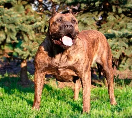 Caracterizarea Dogo Canario rasă de câini și descrierea Presa Canario