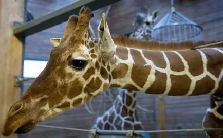 Uciderea unei girafe la grădina zoologică, în fața vizitatorilor