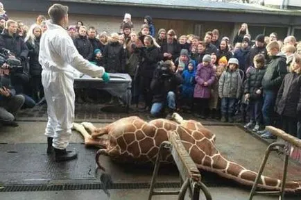 Uciderea unei girafe la grădina zoologică, în fața vizitatorilor