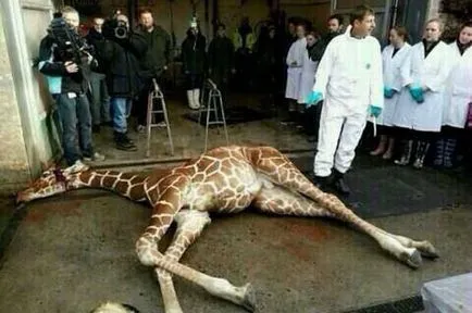 Uciderea unei girafe la grădina zoologică, în fața vizitatorilor