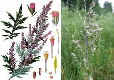 Herb üröm gyógyszer tulajdonságait és ellenjavallatok fekete üröm, egy utazás a természet világa