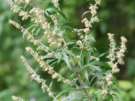 Herb pelin proprietăți medicinale și contraindicații pelin, o călătorie în lumea naturii