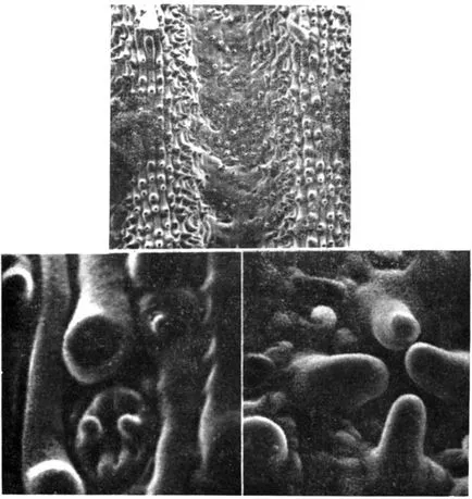 Transpiration 1983 Galston și Davis n, p Satter