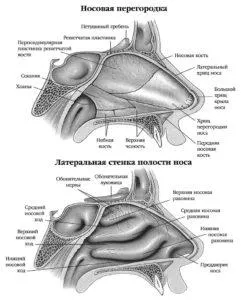 Structura sistemului respirator