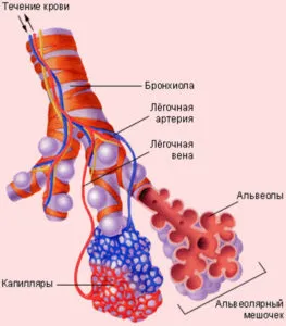 Структурата на дихателната система