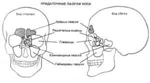 Structura sistemului respirator