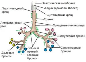 Структурата на дихателната система