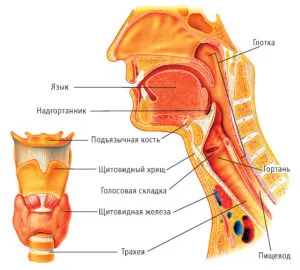 Structura sistemului respirator