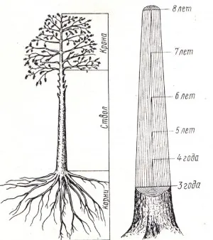 Structura de lemn - Muzeul de lemn