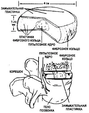 Structura discului intervertebral