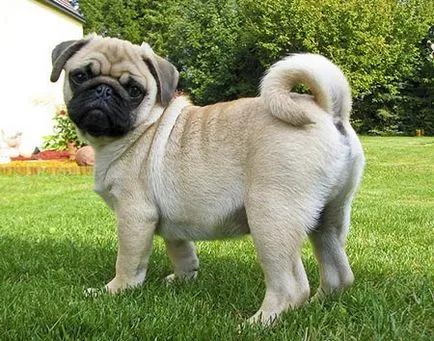 cositul pug