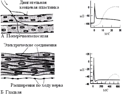 Свойствата на гладката мускулатура, механизма на свиване на гладката мускулатура - физиология и основните закони