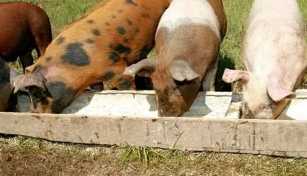 Свиневъдство в условията на дома кочина, се грижи за свине