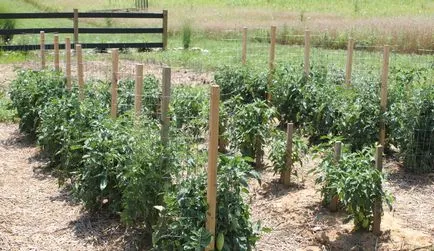 Schema de tomate de plantare în cultura de tomate în câmp deschis, o descriere teren, video