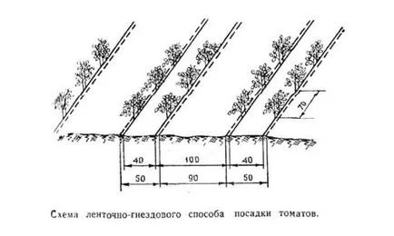 Schema de tomate de plantare în cultura de tomate în câmp deschis, o descriere teren, video