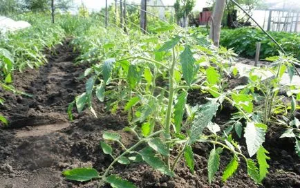 Schema de tomate de plantare în cultura de tomate în câmp deschis, o descriere teren, video