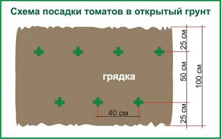 Schema de tomate de plantare în cultura de tomate în câmp deschis, o descriere teren, video