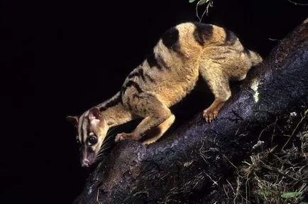 The Secret World of civet, ekosalinon - környezetvédelmi hírek