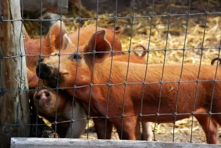 Fermele de porci, în condițiile de origine cocina, de îngrijire pentru porci