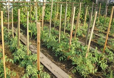 Schema de tomate de plantare în cultura de tomate în câmp deschis, o descriere teren, video