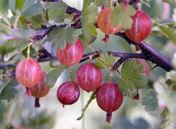 coacăze tehnologie în creștere, agricultura, afaceri