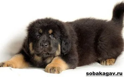 câine tibetan Mastiff