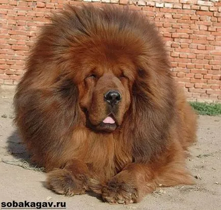 câine tibetan Mastiff