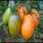 Tomate „trandafir miracol“ caracterizare și descrierea soiului