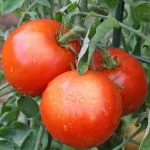 Tomate „trandafir miracol“ caracterizare și descrierea soiului