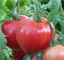 Ursul de tomate Bruin recenzii grad foto, descriere, precum și decât tomatele mulcire, video