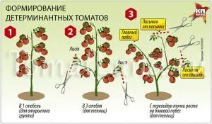 Домат Столипин отзиви, снимки, производителност