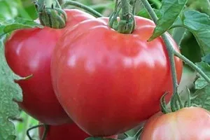 Домат Bear Bruin отзиви и снимки описание на сорта домати, добив и кой засадени, жълто и