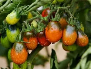 Tomate negru Moor (descrierea soiului, cultivarea și recenzii)