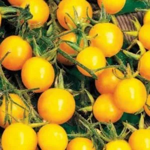 Sárga cseresznye paradicsom fajták leírása, jellemzői és vélemények