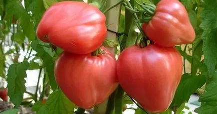Tomate Ursul Bruin comentarii și fotografii descrierea soiului de tomate, randament, și care au plantat, galben și