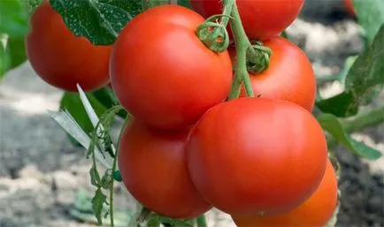 Tomate „intuiție f1» - descrierea soiurilor de tomate fotografie, comentarii