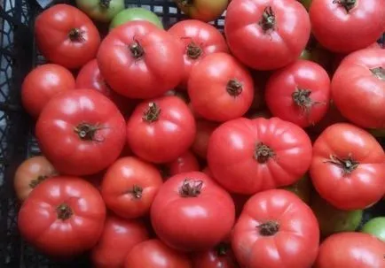 Tomate trandafir Caracterizarea miracol și descrierea soiului