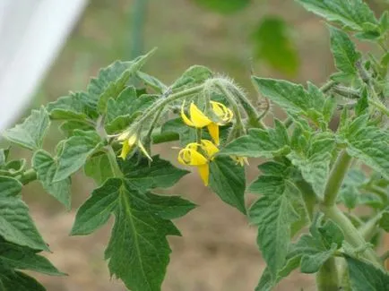 Ursul de tomate Bruin recenzii grad foto, descriere, precum și decât tomatele mulcire, video