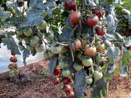 Paradicsom és egy csomó édes csokoládé - ​​egy áldás a gourmet