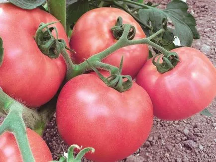 Tomate „trandafir miracol“ caracterizare și descrierea soiului